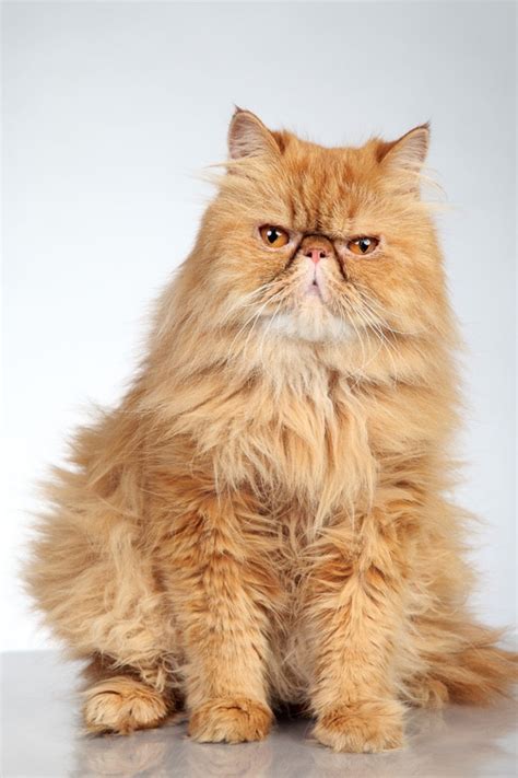 11 Ginger Cat Names for Your Tiger I The Discerning cat