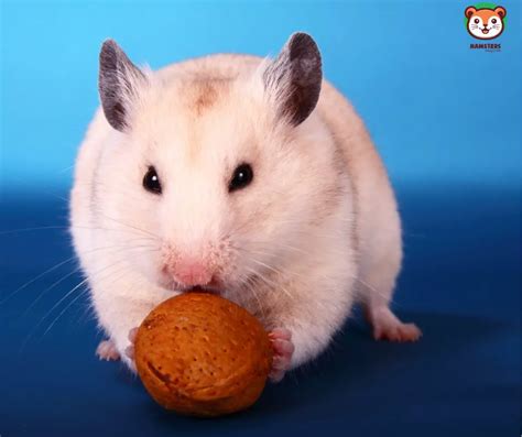 How Big Should a Syrian Hamster Ball Be? | HamstersFAQ