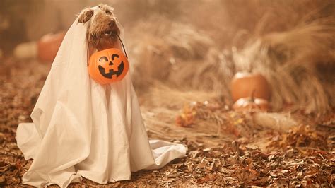 14 Cute Halloween Zoom Backgrounds That Won't Scare You At All