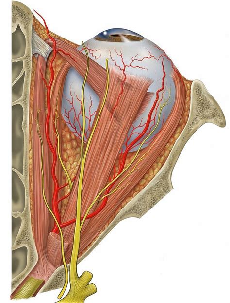 Superior rectus muscle - Alchetron, The Free Social Encyclopedia