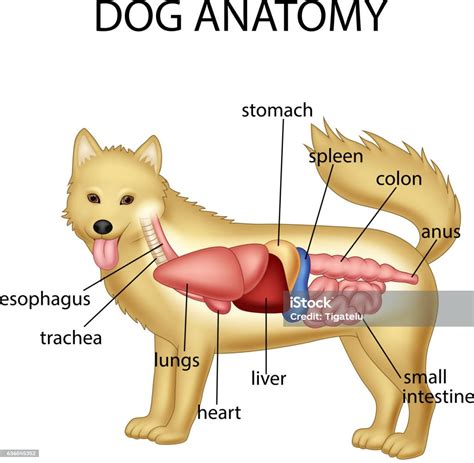 Anatomy Of Dog stock vector art 636045352 | iStock