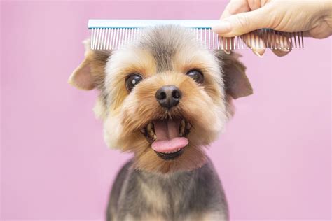 Vaccines Needed for Dog Grooming | Forever Vets