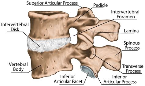 Lumbar Transverse Process Fractures: Science Based | El Paso Back ...