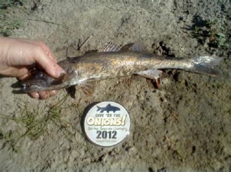 Sauger | www.roughfish.com