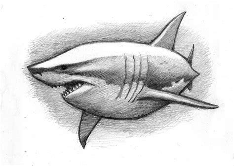 A cuddly great white shark (pencil sketch) | Dibujo de tiburón, Dibujo ...