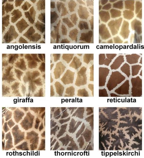 Giraffes have different patterns depending on the region they live in ...