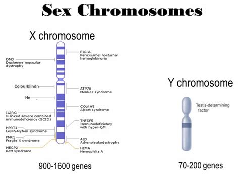 X chromosome, X chromosome function & X chromosome disorders