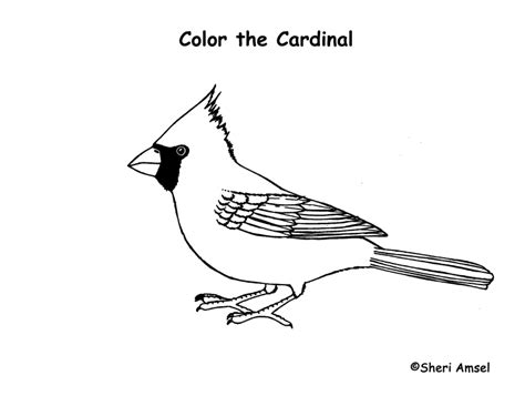 Cardinal Coloring Page