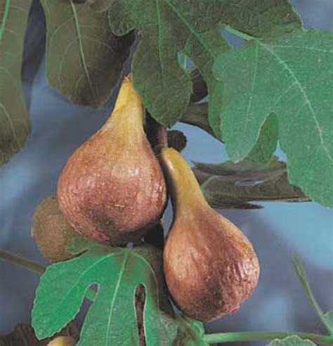 Dwarf Fig | Fig tree, Dwarf fruit trees, Fig tree for sale