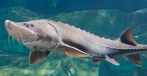 Lake Sturgeon · Tennessee Aquarium