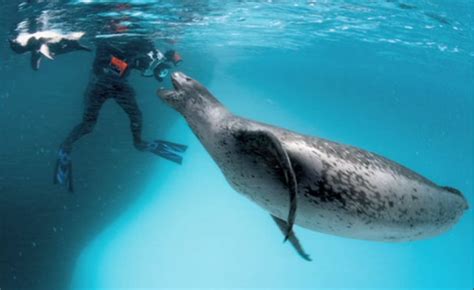 獲物のペンギンをくれたヒョウアザラシ | ナショナル ジオグラフィック日本版サイト