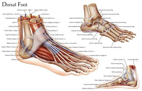 Dorsal Foot – Katelyn McDonald