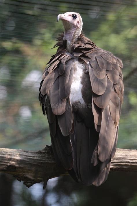 Hooded vulture stock photo. Image of bird, nature, world - 20377264