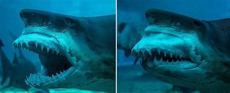 Sharks have a very unique jaw structure, which makes their mouths ...