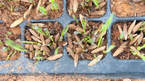 Growing Rice in Buckets at Home