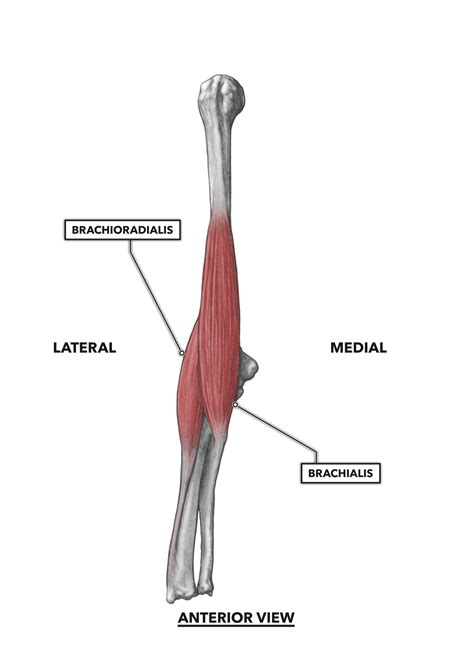 Elbow Joint Muscles