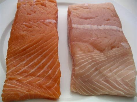 Wild White King Salmon Recipe - Yogitrition