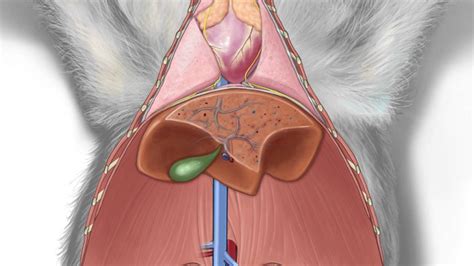 Anatomy Of The Rabbit