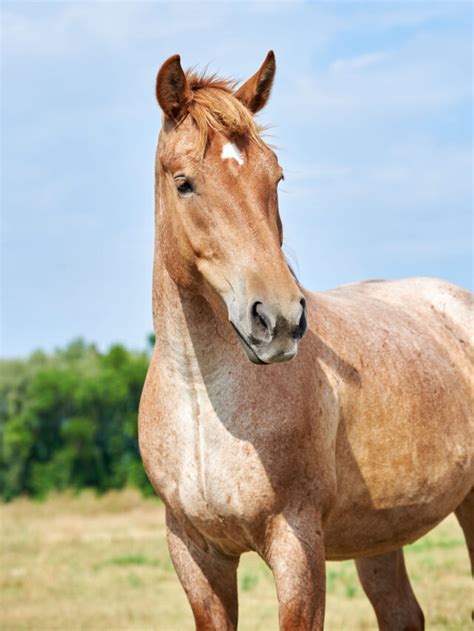 Roan Horses – Colors, Genetics & Breeds - Helpful Horse Hints