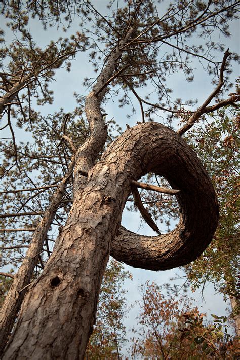 Crooked tree at Skocjan caves, UNESCO … – License image – 70423158 ...