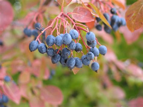 A Few Berry Plants for Birds - Dyck Arboretum