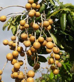 Longan Archives - Fruit Tree Lane