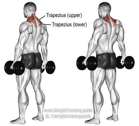 Dumbbell shrug | Shoulder workout, Traps workout, Shrugs workout