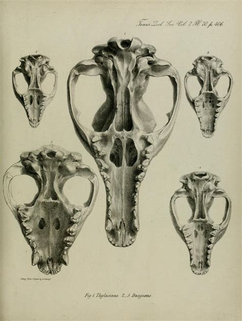 Tasmanian Tiger Skull