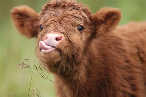 Digital Download | Cute baby cow, Fluffy cows, Baby cows