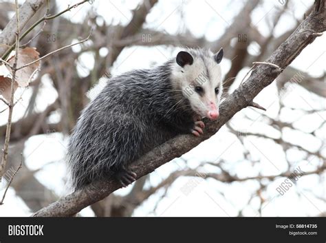 Opossum Tree Image & Photo (Free Trial) | Bigstock