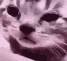 El Gato Tristito GIF - El Gato Tristito - Discover & Share GIFs