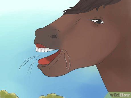 How to Take Proper Care of Your Horse's Teeth (with Pictures)