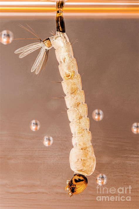 Aedes Aegypti Mosquito Larva Photograph by Cdc/science Photo Library ...