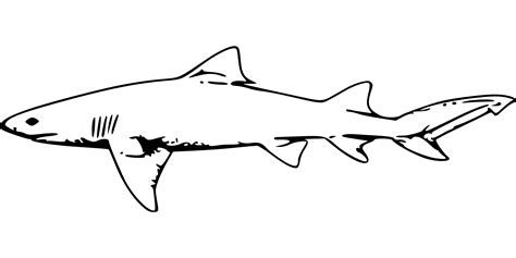 Great white shark Bull shark Clip art - big white shark png download ...