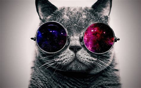 Cat 1080P, 2K, 4K, 5K HD wallpapers free download | Wallpaper Flare