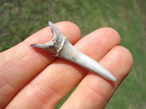 Rare Cretaceous Goblin Shark Tooth | Recently Sold | FOSSILS ...