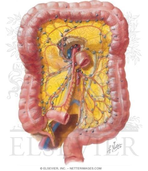 Mesenteric Lymph Nodes