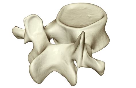 Spinal Anatomy Including Transverse Process and Lamina