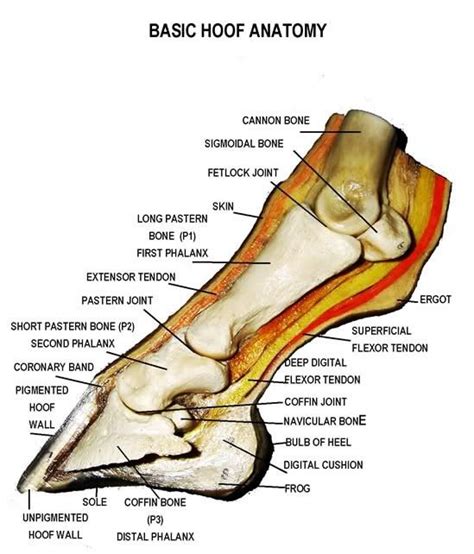 Horse Diagrams - The Hoof | Horse anatomy, Horse care, Horse facts