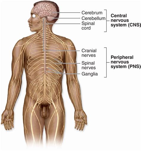 Nerve Tissue & the Nervous System | Basicmedical Key