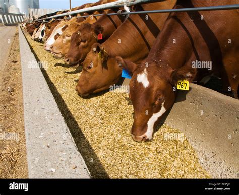 L'alimentation des bovins pour l'ensilage à la mangeoire d'un grand ...