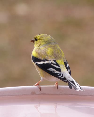 American Goldfinch - FeederWatch