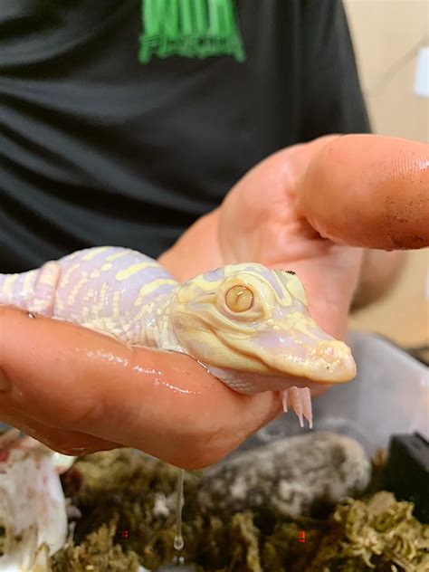 Rare albino alligator born in Florida