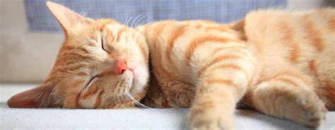 cute ginger cat sleeping on sofa