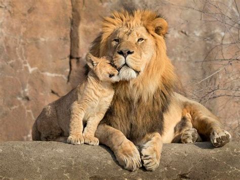 ‘Healthy and active’ African lion cub born at Denver Zoo in Colorado ...