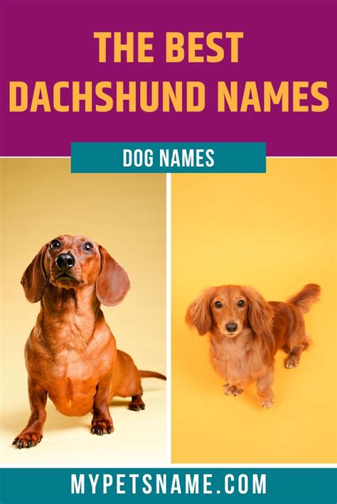 The Best Dachshund Names | Cute girl puppy names, Puppy girl names ...