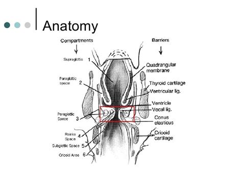 Organ Preservation Surgery For Laryngeal Cancer