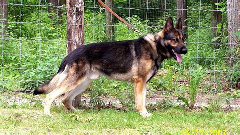 Ddr German Shepherd Breeders - German Choices