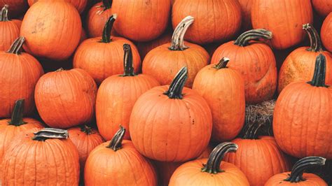 1920x1080 Wallpaper pumpkin, harvest, autumn, ripe, october | Pumpkin ...