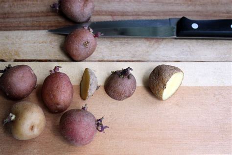 How to Plant Seed Potatoes